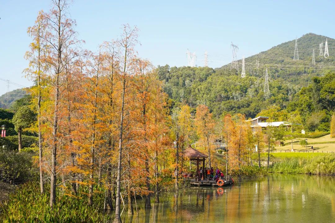 禾塘山水公园落羽杉.jpg